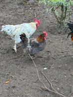 Mooie blauwe Marans hen raszuiver, Dieren en Toebehoren, Pluimvee, Vrouwelijk, Kip