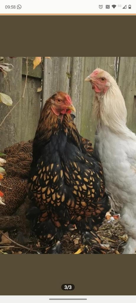 Korting op Brahma broedeieren slechts €0,50, Dieren en Toebehoren, Pluimvee, Geslacht onbekend, Kip