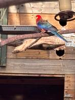 Stanley rosella, Meerdere dieren, Parkiet