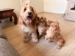 Cockerpoo pups, Parvo, Nederland, Overige rassen, 8 tot 15 weken