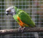 Bonte boer kweekman, Dieren en Toebehoren, Mannelijk, Papegaai