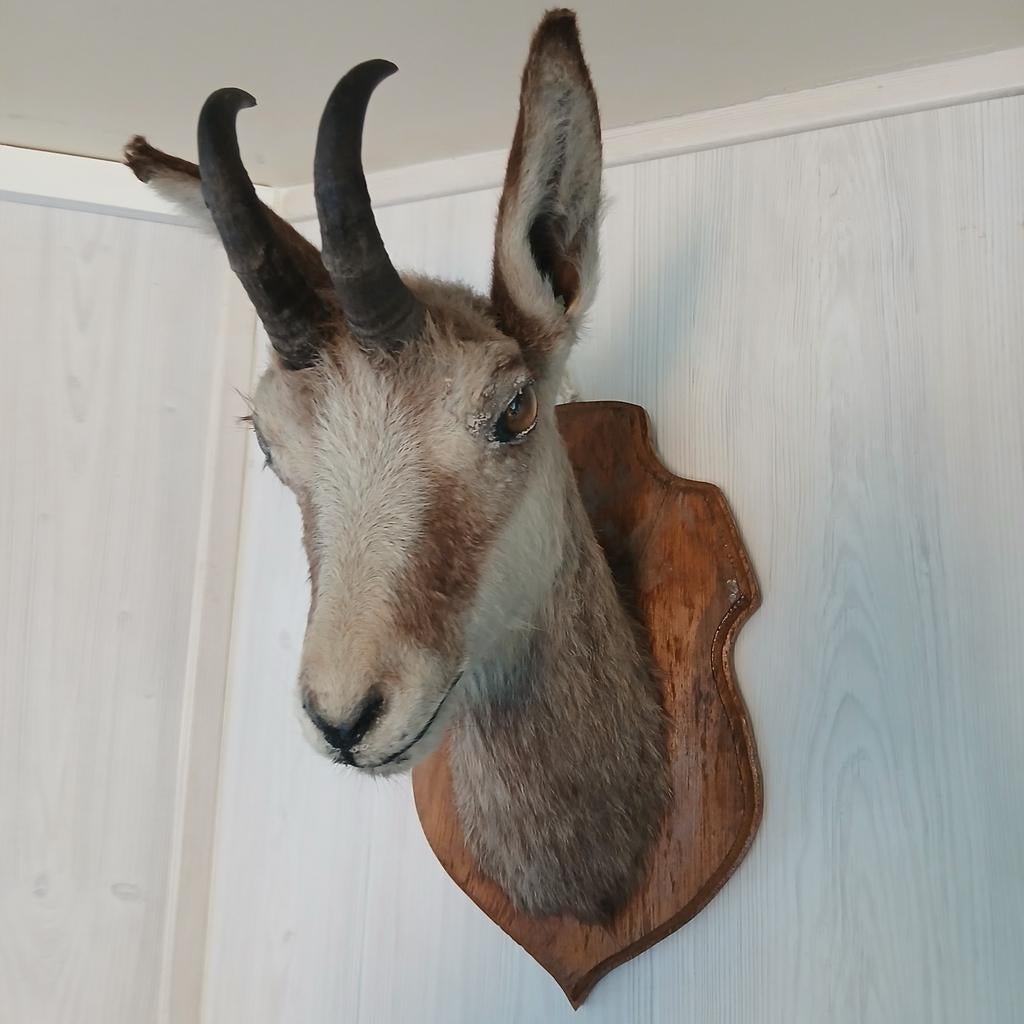 Opgezette kop gems met hoorns/gewei, Ophalen of Verzenden, Gebruikt, Wild dier, Opgezet dier