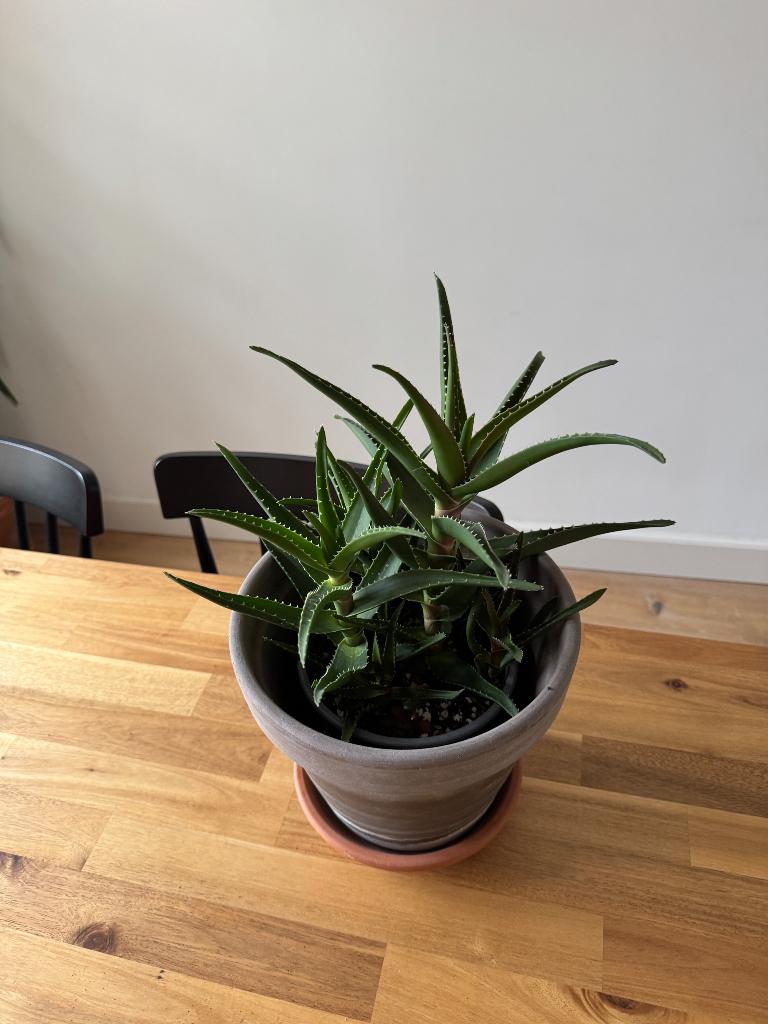 Aloe Vera plants, Huis en Inrichting, Kamerplanten, Ophalen, Cactus, Minder dan 100 cm, Volle zon