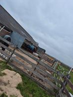 🐴Maatje(s) gezocht! In Spanbroek 🐴, Weidegang, 2 of 3 paarden of pony's