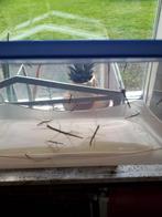 Wandelende tak te koop, Wandelende tak