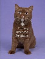 Brits korthaar kittens verwacht cinnamon, Meerdere dieren, Met stamboom, 0 tot 2 jaar