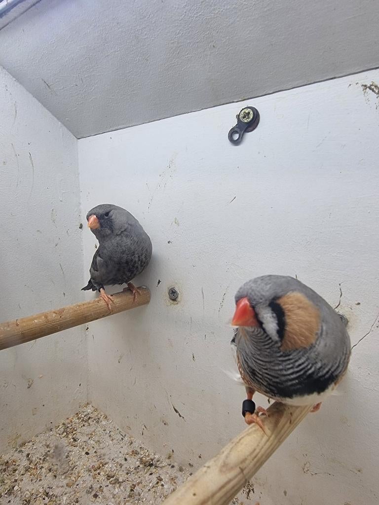 Te koop koppel Charcoal Bleekrug, Dieren en Toebehoren, Vogels | Overige Vogels, Meerdere dieren