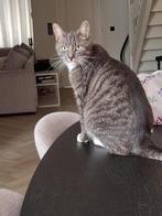 Boerderij kat europese korthaar kater bijna 2 jr, Dieren en Toebehoren, Kater