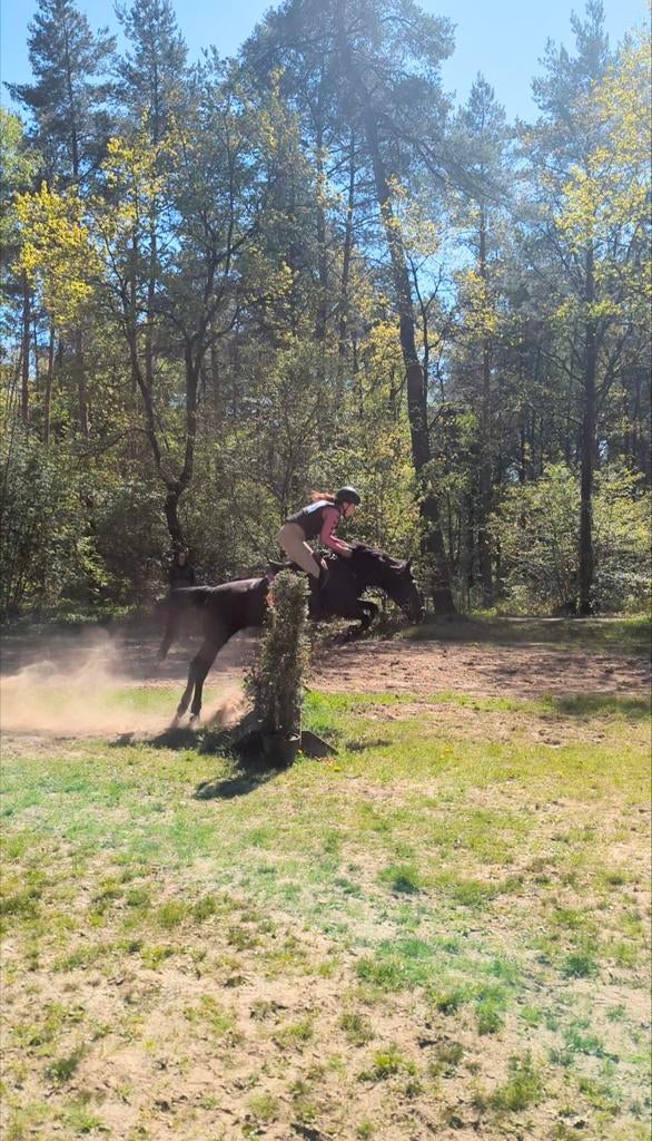Super leuke ondeugende pony, Dieren en Toebehoren, Pony's, Merrie, Met stamboom, B, 7 tot 10 jaar