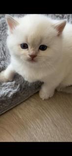 BRITSE BLUE POINT KITTEN🩵, Dieren en Toebehoren, Geslacht onbekend, Ontwormd, 0 tot 2 jaar