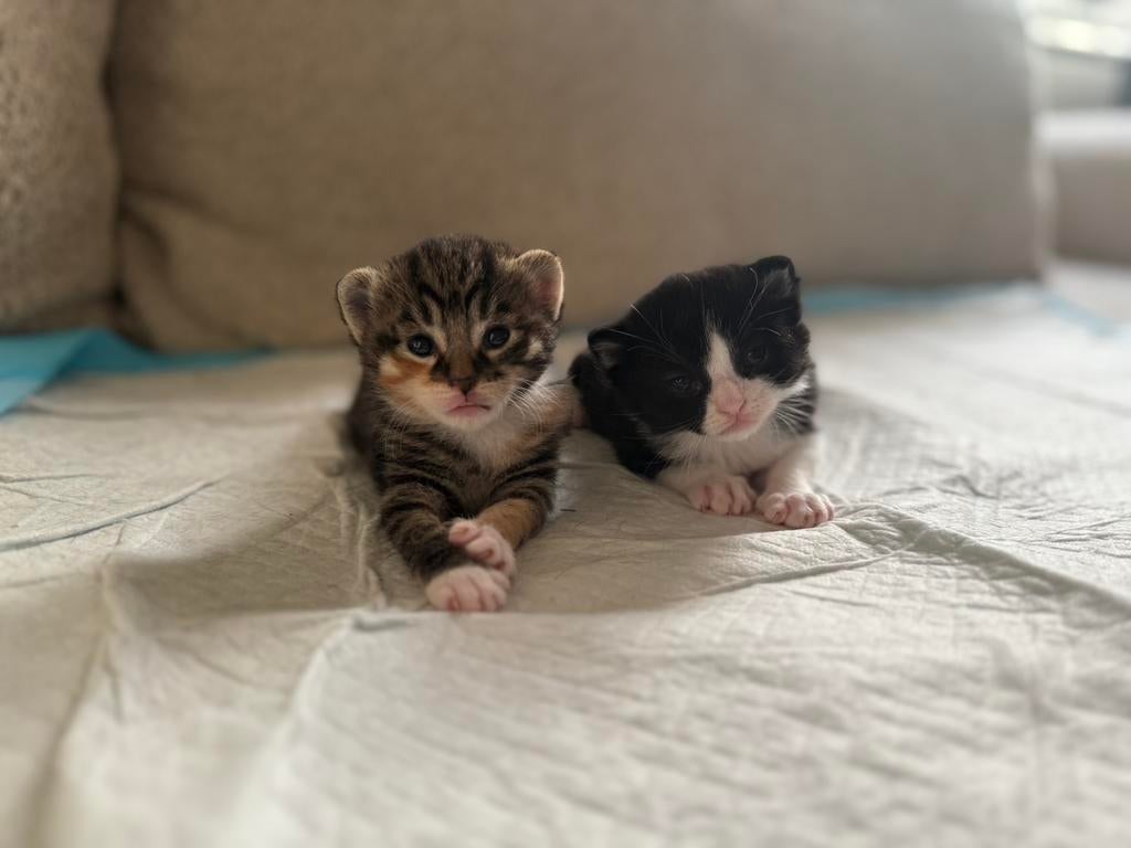 Kittens, Meerdere dieren, Ontwormd