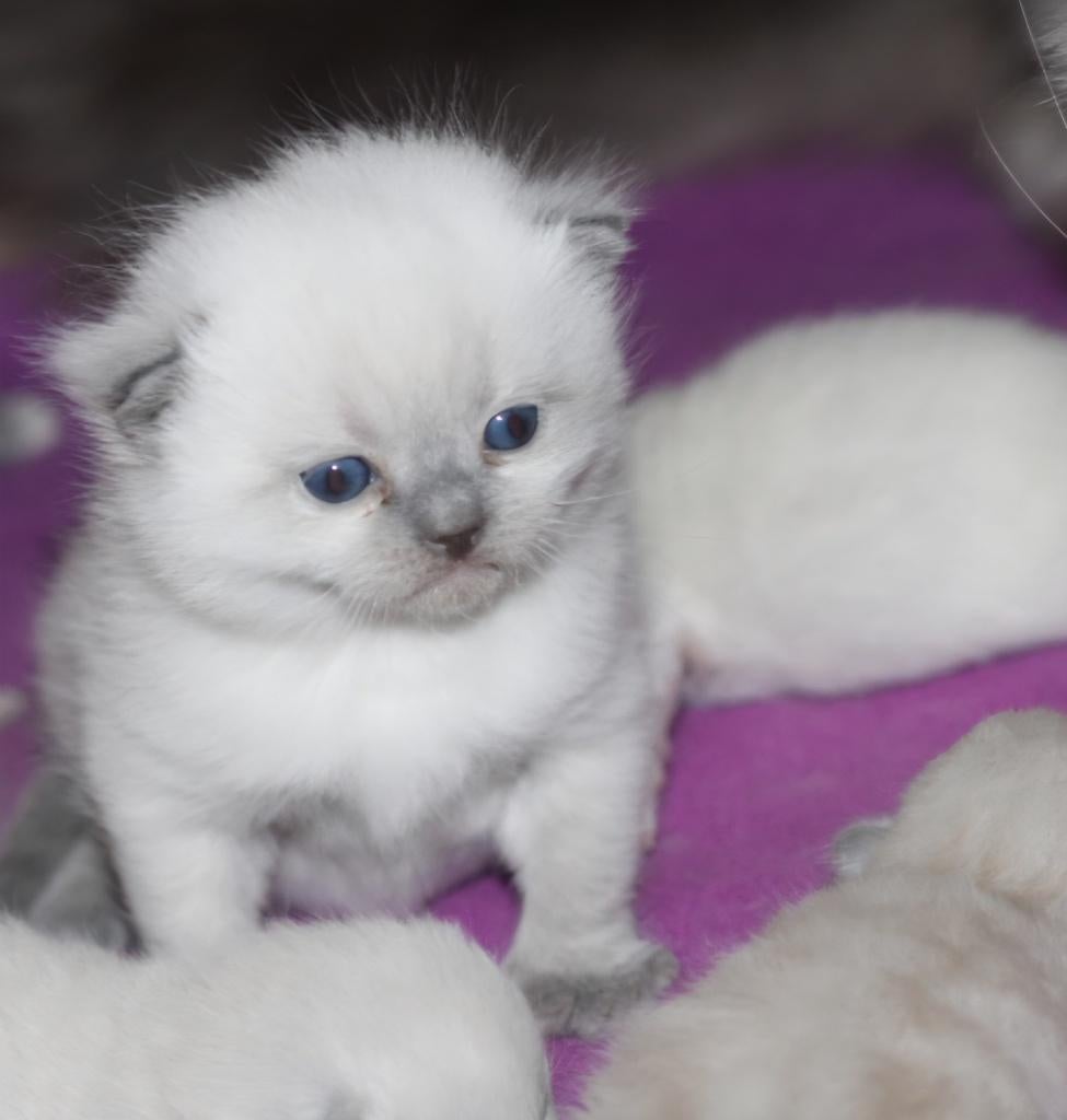 Unieke extreem lieve britse korthaar kittens, Meerdere dieren, Gechipt, 0 tot 2 jaar