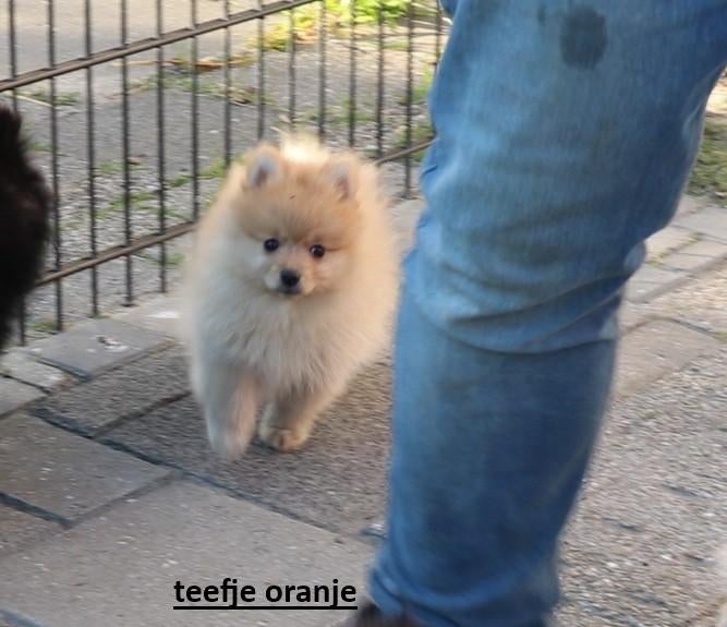 pomeriaan pups, Parvo, Nederland, Overige rassen, 8 tot 15 weken