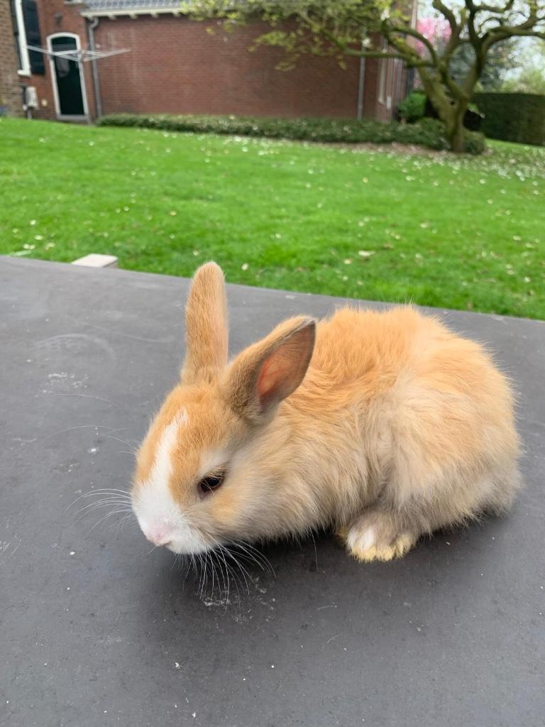 Kleine konijntjes te koop!, Dieren en Toebehoren, Konijnen, Meerdere dieren, Middelgroot, 0 tot 2 jaar