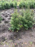 32 St Portugese laurier 80/100 cm € 300, Ophalen