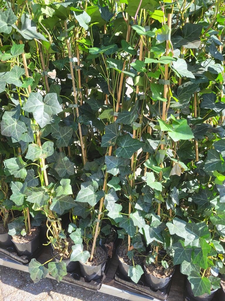 Hedera ( Herbinica)   Klimop., Ophalen, Overige soorten, 100 tot 250 cm