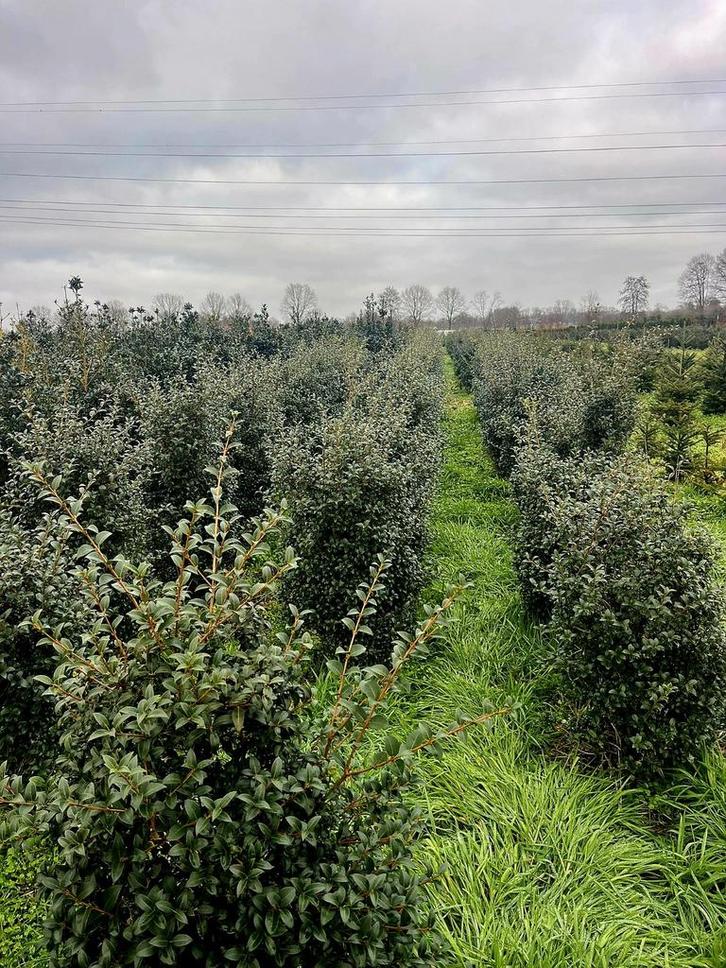 Osmanthus Burkwoodii 🌿 haagplant, Tuin en Terras, Planten | Struiken en Hagen, Overige soorten, Ophalen