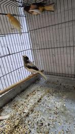 Kanarie de koop, Dieren en Toebehoren, Meerdere dieren