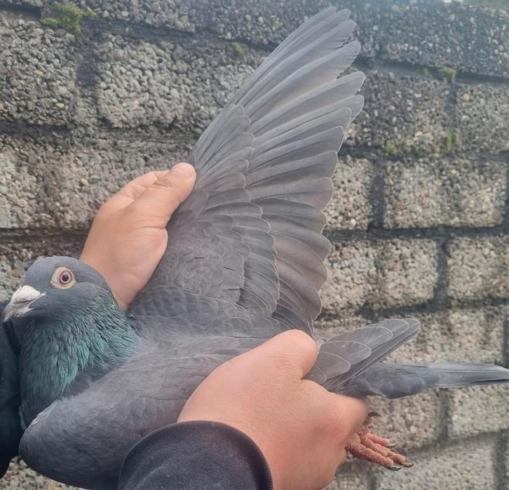 Postduif Kleinzoon "MAX"/"NATHALIE", Dieren en Toebehoren, Vogels | Duiven, Postduif, Mannelijk