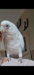 Naaktoog kaketoe man  met kooi en toebehoren, Dieren en Toebehoren, Vogels | Parkieten en Papegaaien, Mannelijk, Papegaai, Geringd