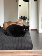 2 kroelkatten zoeken een nieuw huisje!, Dieren en Toebehoren, Katten en Kittens | Overige Katten, Poes, Kortharig