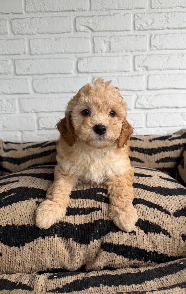 Maltipoo pups, maltexer x toy poedel, Dieren en Toebehoren, Parvo, Nederland, Overige rassen, 8 tot 15 weken