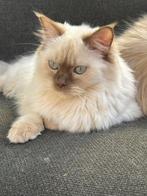 Raszuivere Ragdoll, Dieren en Toebehoren, Katten en Kittens | Raskatten | Langhaar, Poes, Gechipt, 0 tot 2 jaar