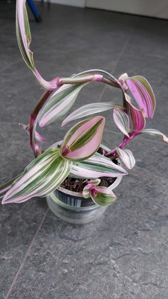 Tradescantia, Ophalen of Verzenden, Overige materialen