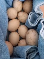 Eieren Indische loopeend, Dieren en Toebehoren, Geslacht onbekend, Eend