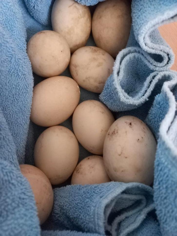 Eieren Indische loopeend, Dieren en Toebehoren, Pluimvee, Eend, Geslacht onbekend