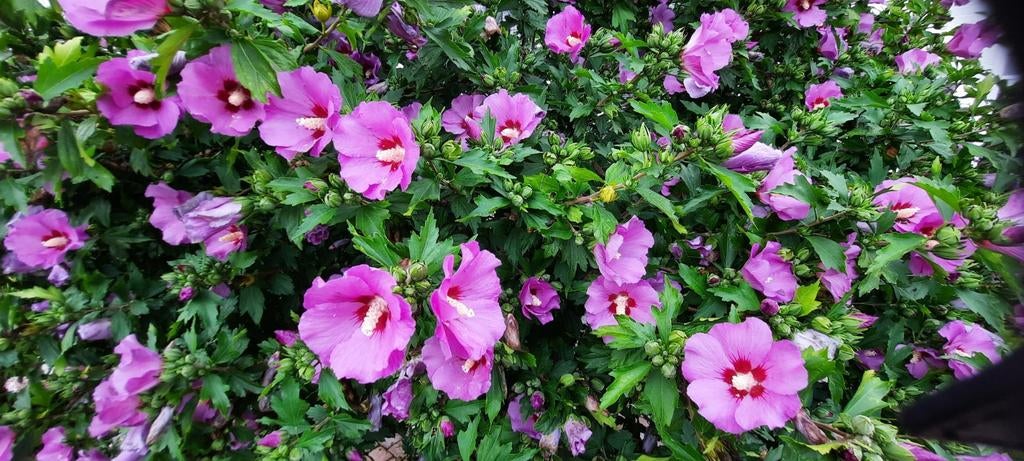Hibiscus zaden - Prachtige paarse bloemen voor uw tuin, Ophalen, Voorjaar, Volle zon, Zaad