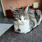 Katten, Kater, Gechipt, 0 tot 2 jaar