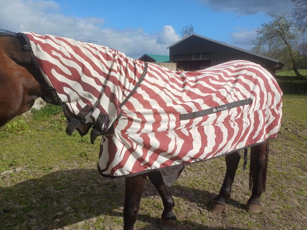 Bucas zweet ich zebra Zeer goede staat 7.0, Ophalen, Zo goed als nieuw