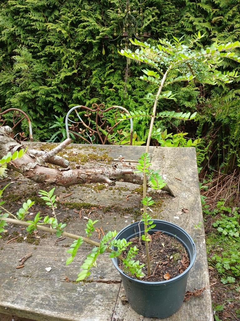 Cotoneaster (Dwergmispel) 1 pot voor 1,00, Tuin en Terras, Planten | Tuinplanten, Ophalen, Bodembedekkers, Vaste plant, Halfschaduw