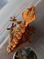 Wimpergekko mannetje tiger, Dieren en Toebehoren, Hagedis, 0 tot 2 jaar