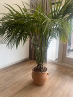 Prachtige varenplant op horticultuur, Ophalen, Overige soorten, Halfschaduw, In pot