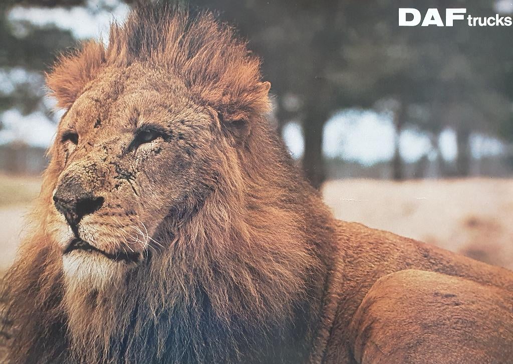 DAF trucs poster - Leeuw, Verzenden, Rechthoekig Liggend, Zo goed als nieuw, A1 t/m A3