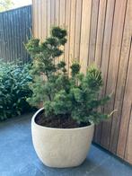 Pinus Mugo voor in een pot -tuin -balkon zeer compact, Ophalen