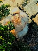 Zijdehoen broedeieren 🐣🐤🌼, Dieren en Toebehoren, Pluimvee, Geslacht onbekend, Kip