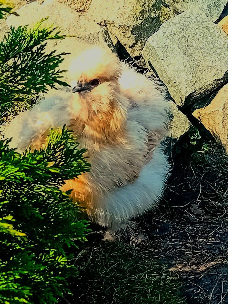 Zijdehoen broedeieren 🐣🐤🌼, Geslacht onbekend, Kip