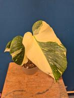 Monstera Thai Constellation p13 (32)