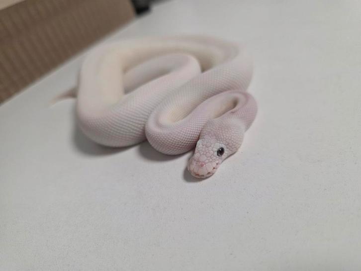 Blue Eyed Lucy Clown 66%DG Python Regius/Koningspython Ball Python - unknown for sale from G.B