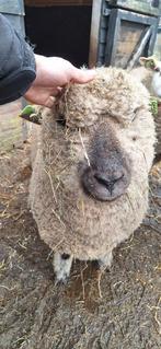 Dekram Hampshire Down, Dieren en Toebehoren, Mannelijk, Schaap