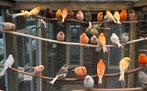 Kanaries verschillende kleuren, Dieren en Toebehoren, Vogels | Kanaries, Meerdere dieren, Kleurkanarie