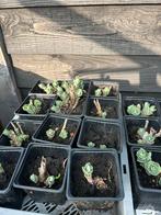 Hemelsleutel, Bodembedekkers, Volle zon, Vaste plant, Ophalen of Verzenden