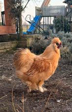 Prachtige zijdehoen haan, Dieren en Toebehoren, Mannelijk, Kip