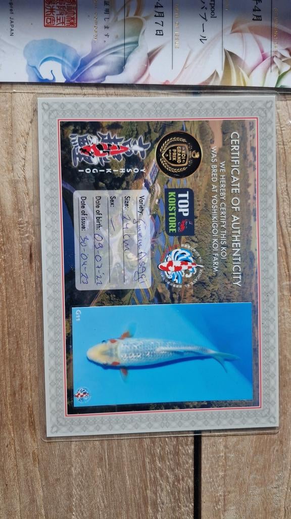 5 Japanse koi te koop, Dieren en Toebehoren, Vissen | Vijvervissen, Karper of Koi