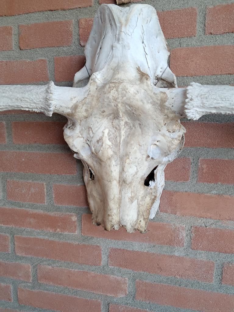 Eland gewei, Verzamelen, Dierenverzamelingen, Ophalen of Verzenden, Gebruikt, Hert, Gewei of Kop