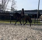 Brave en eerlijke knappe 5 jarige allround ruin, B, Ruin, 3 tot 6 jaar, Recreatiepaard