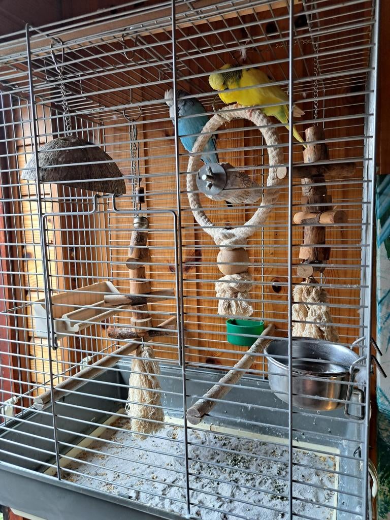 2 engelse parkieten met kooi, Ophalen, Zo goed als nieuw, Metaal, Vogelkooi